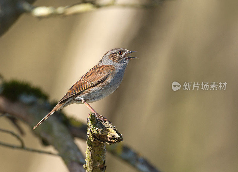 唱雀(Prunella modularis)